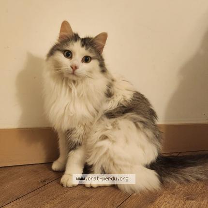 Photo 1/1 Sonny Chat perdu à Andresy