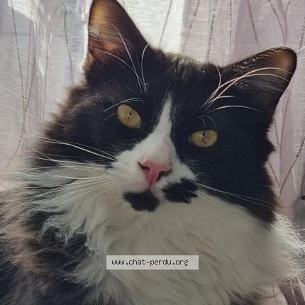 Photo de chat perdu à Luce