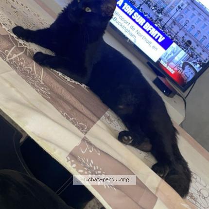 Photo de chat perdu à Cergy Saint Christophe