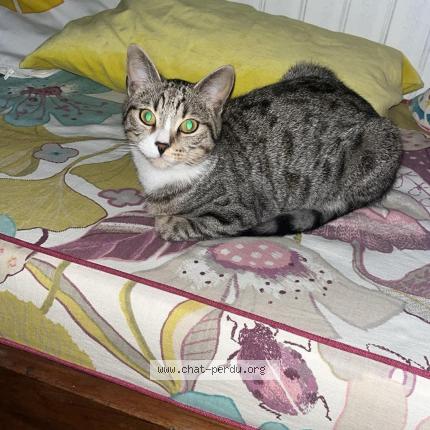 Photo 1/1 Chat retrouvé Perdu à La Calmette