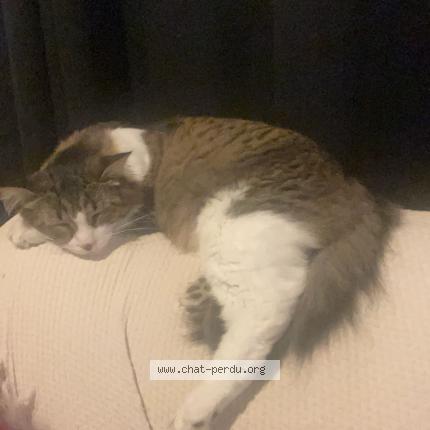 Photo 1/1 Chat retrouvé Perdu à Libourne