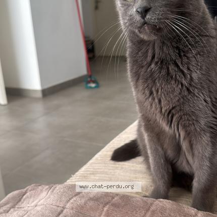 Photo 1/1 Chat retrouvé Perdu à Les Granges Gontardes