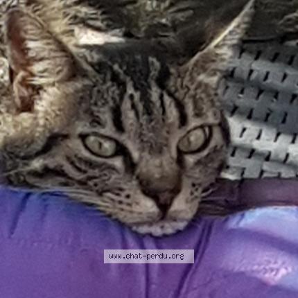 Photo de chat perdu à Saint Georges Sur Cher