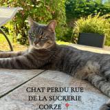 Photo de chat perdu à Corze