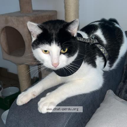 Photo 1/1 Diego Chat perdu à Toulouse