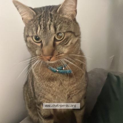 Photo 1/1 cooki Chat perdu à Forbach