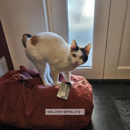Photo de chat perdu à Bois Colombes