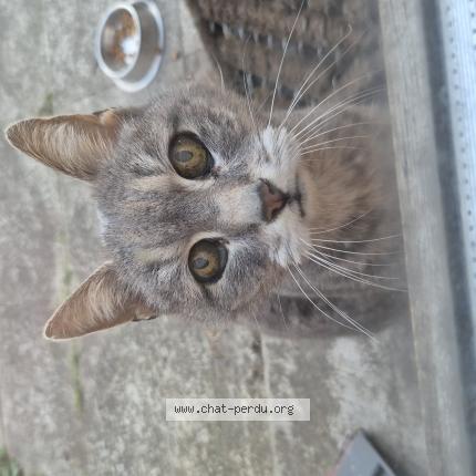 Photo de chat trouvé à Amiens
