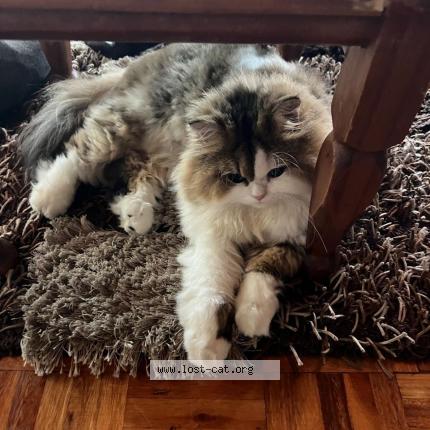 Photo 1/1 Bibbles Chat perdu à Durban