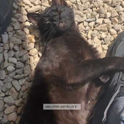 Photo 1/1 Pepito Chat perdu à Saint chef