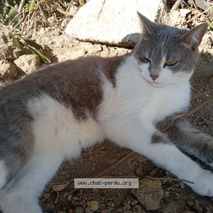 Photo 1/1 Chat retrouvé Perdu à Marseille Les Aubigny