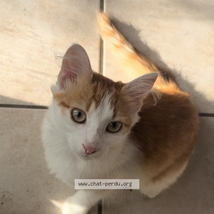 Photo 1/1 Praline Chat perdu à Mably