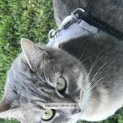 Photo de chat perdu à Strasbourg