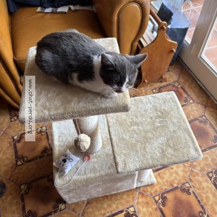 Photo de chat perdu à Toulouse