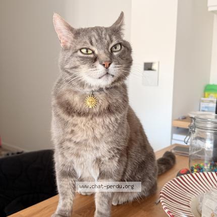 Photo de chat perdu à La Madeleine