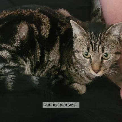 Photo 1/1 Chat retrouvé Trouvé à Bagnolet
