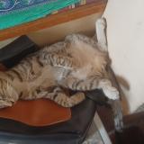 Photo de chat perdu à Pune