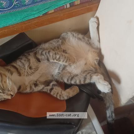 Photo 1/1 Kala Chat perdu à Pune