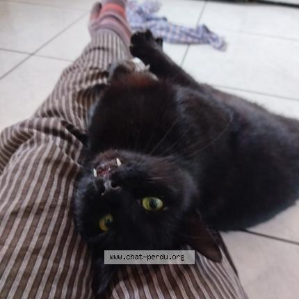 Photo 2/2 Golo Chat perdu à La barre de semilly