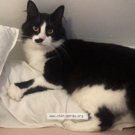 Photo 1/1 Roudoudou Chat perdu à Sens