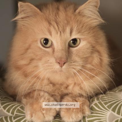 Photo de chat perdu à Fouesnant