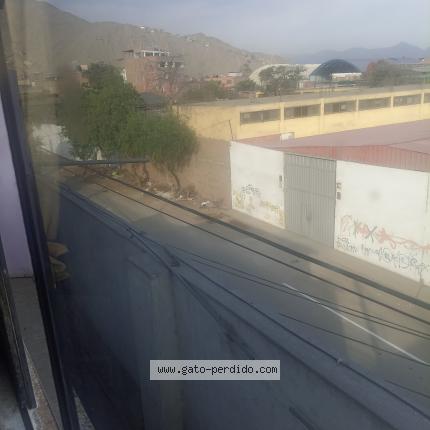 Photo 1/1 Belu Chat perdu à Campoy san juan de lurigancho