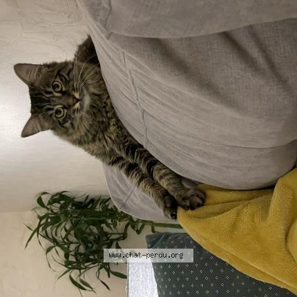 Photo de chat perdu à Auxerre