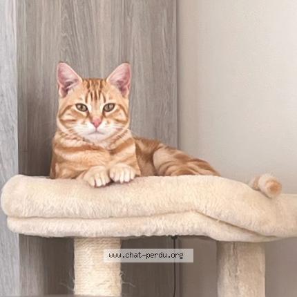 Photo de chat perdu à St Drezery
