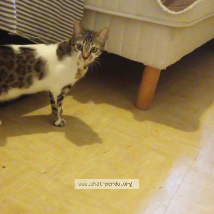 Photo de chat perdu à Istres