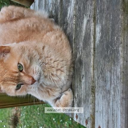 Photo de chat perdu à Wasquehal