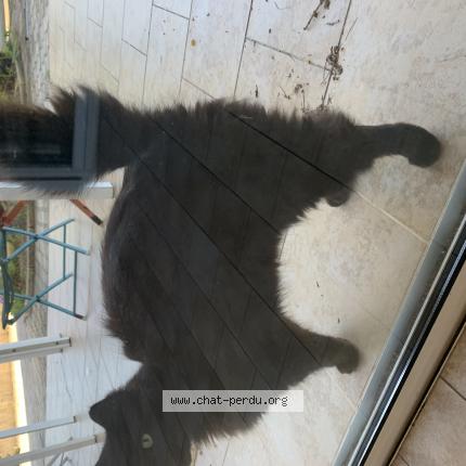 Photo de chat trouvé à Sanary Sur Mer