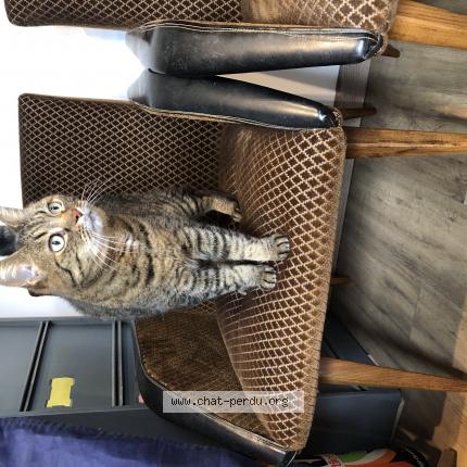 Photo de chat perdu à Rennes