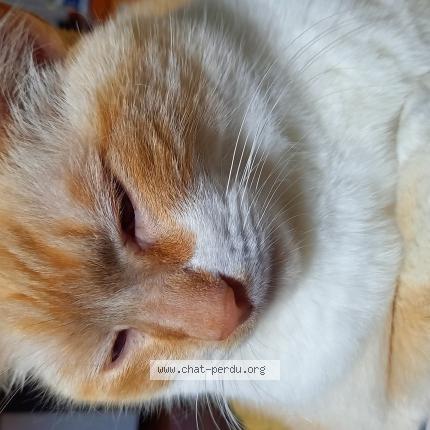 Photo 1/1 Marius Chat perdu à Briec