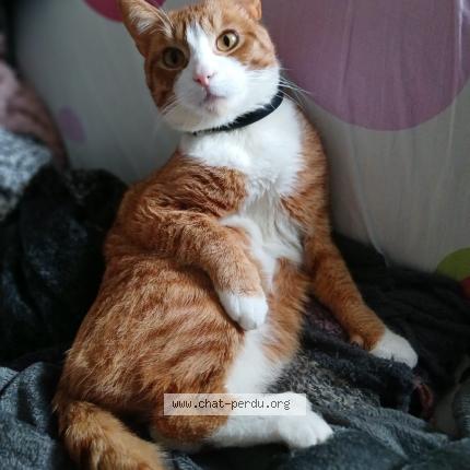 Photo de chat perdu à Ressons Sur Matz
