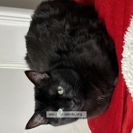 Photo de chat perdu à Saint Andre Sur Orne