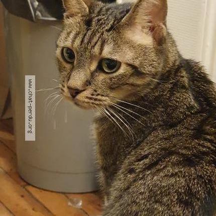 Photo 1/1 Chat retrouvé Perdu à Varennes Vauzelles