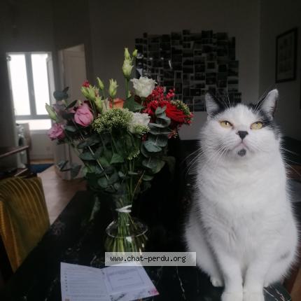 Photo 1/1 Chat retrouvé Perdu à Bordeaux