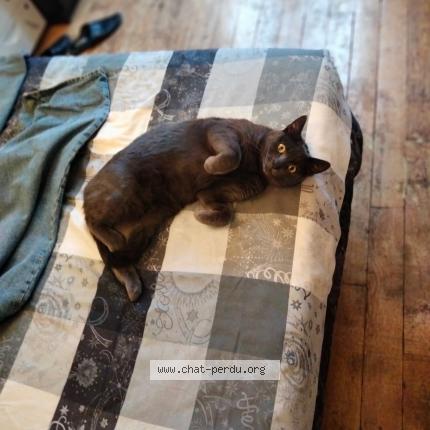 Photo de chat perdu à Courbevoie