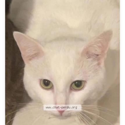 Photo 1/1 Scot Chat perdu à Charleville mezieres