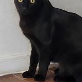 Photo de chat perdu à Machali