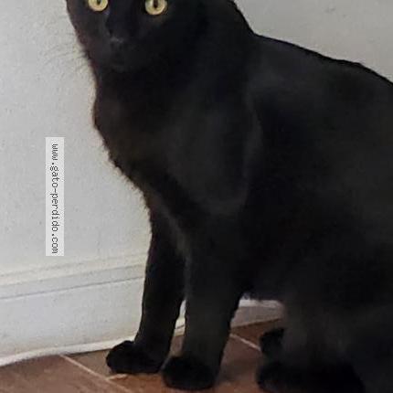 Photo 1/1 Llanin Chat perdu à Machali