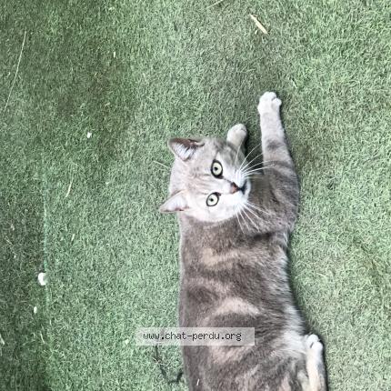 Photo 1/1 Meeko Chat perdu à Claira