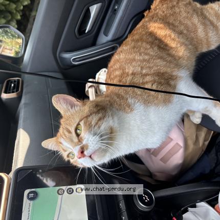 Photo de chat perdu à Jarrie