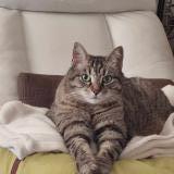 Photo de chat perdu à Besancon