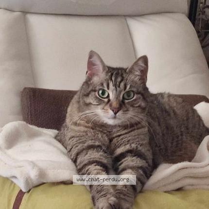 Photo 1/2 Chat retrouvé Perdu à Besancon