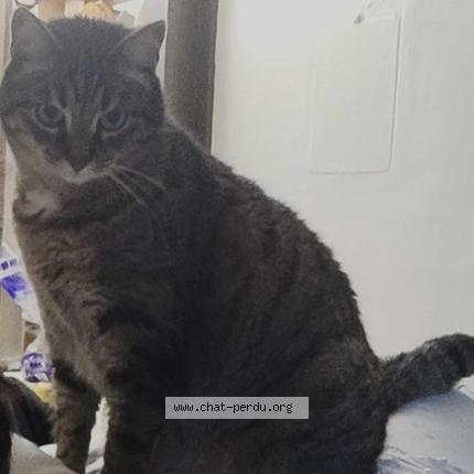 Photo 2/2 Chat retrouvé Perdu à Besancon