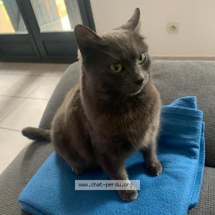 Photo de chat perdu à Saint Andre De Cubzac