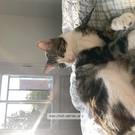 Photo 1/1 Chat retrouvé Perdu à Amiens