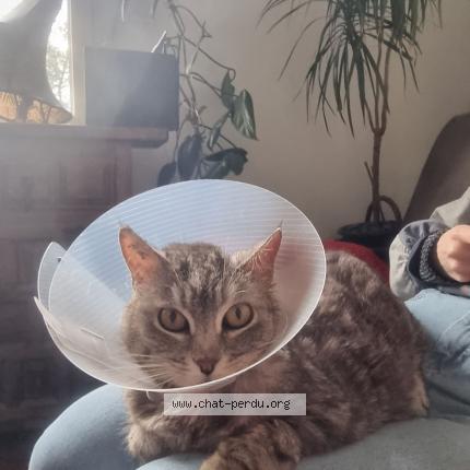 Photo 1/1 Chat retrouvé Perdu à Poitiers