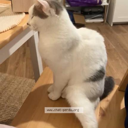 Photo 1/2 Chat retrouvé Perdu à Neuilly Sur Marne